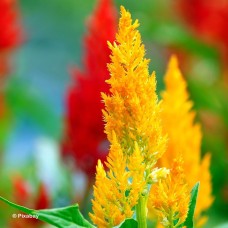 CELOSIA FRESH LOOK MIX