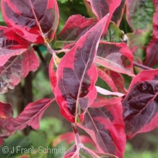 CORNUS CELESTIAL SHADOW CORNUS CELESTIAL SHADOW