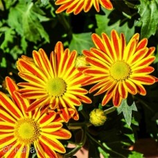 GAZANIA MIX GAZANIA MIX