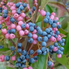 VIBURNUM NUDUM WINTERTHUR VIBURNUM NUDUM WINTERTHUR
