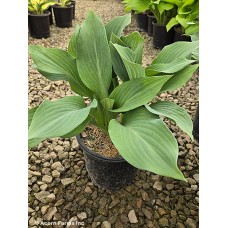 HOSTA KROSSA REGAL HOSTA KROSSA REGAL