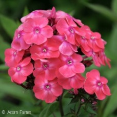 PHLOX PAN GLAMOUR GIRL PHLOX PAN GLAMOUR GIRL