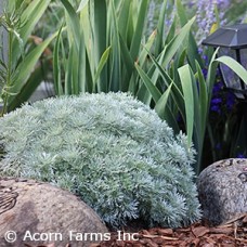 ARTEMISIA SCH SILVER MOUND ARTEMISIA SCH SILVER MOUND