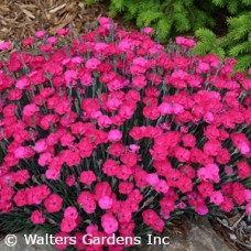 DIANTHUS PAINT THE TOWN MAGENT DIANTHUS PAINT THE TOWN MAGENT