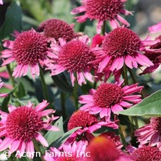 ECHINACEA DELICIOUS CANDY ECHINACEA DELICIOUS CANDY