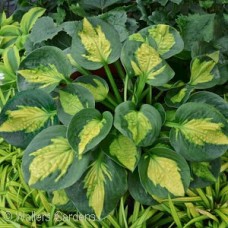 HOSTA POCKETFUL OF SUNSHINE HOSTA POCKETFUL OF SUNSHINE
