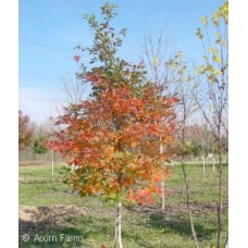 NYSSA SYLVATICA NYSSA SYLVATICA