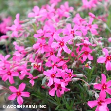 PHLOX SUB RED WING PHLOX SUB RED WING