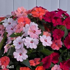 SUNPATIENS SUNPATIENS