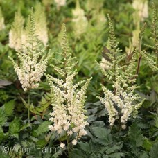 ASTILBE CHI VISION IN WHITE ASTILBE CHI VISION IN WHITE
