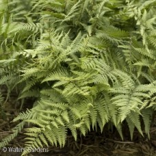 ATHYRIUM GHOST ATHYRIUM GHOST