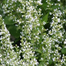 CALAMINTHA NEPETA CALAMINTHA NEPETA