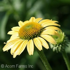ECHINACEA MELLOW YELLOWS ECHINACEA MELLOW YELLOWS