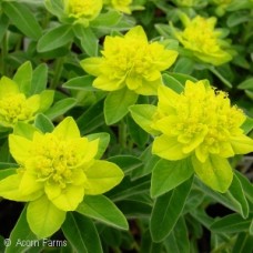 EUPHORBIA POLYCHROMA EUPHORBIA POLYCHROMA
