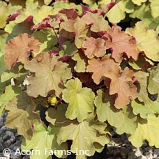 HEUCHERA CARAMEL HEUCHERA CARAMEL