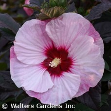 HIBISCUS PERFECT STORM HIBISCUS PERFECT STORM