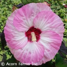 HIBISCUS SPINDERELLA HIBISCUS SPINDERELLA