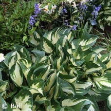 HOSTA FIRE AND ICE HOSTA FIRE AND ICE