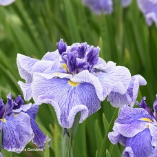 IRIS ENS CENTER OF ATTENTION IRIS ENS CENTER OF ATTENTION