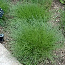 SCHIZACHYRIUM SCOPARIUM SCHIZACHYRIUM SCOPARIUM
