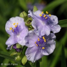 TRADESCANTIA LITTLE DOLL TRADESCANTIA LITTLE DOLL