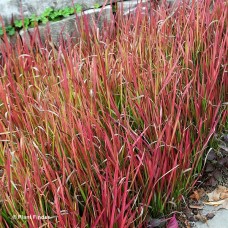 IMPERATA CYL RUBRA RED BARON