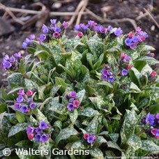 PULMONARIA SPOT ON PULMONARIA SPOT ON