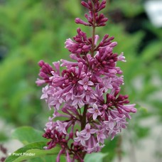 SYRINGA PRE ROYALTY SYRINGA PRE ROYALTY