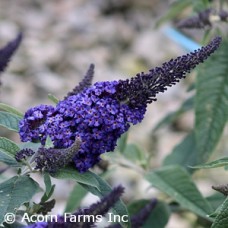 BUDDLEIA PUGSTER BLUE BUDDLEIA PUGSTER BLUE