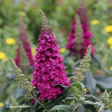BUDDLEIA PUGSTER PICO PUNCH BUDDLEIA PUGSTER PICO PUNCH
