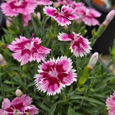 DIANTHUS PLUM GLORY DIANTHUS PLUM GLORY