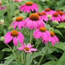 ECHINACEA POWWOW WILDBERRY ECHINACEA POWWOW WILDBERRY