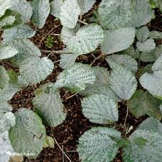 FOTHERGILLA GAR BLUE MIST