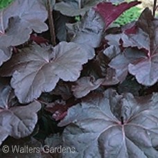 HEUCHERA OBSIDIAN HEUCHERA OBSIDIAN