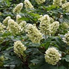 HYDRANGEA QUE GATSBY GLOW BALL