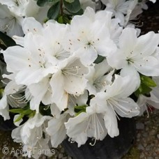 AZALEA DELAWARE VALLEY