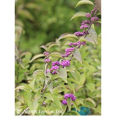 CALLICARPA DIC EARLY AMETHYST CALLICARPA DIC EARLY AMETHYST