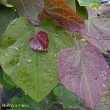 CERCIS CAN FOREST PANSY CERCIS CAN FOREST PANSY