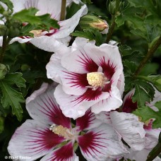 HIBISCUS SYR CHATEAU DE CHNTLY