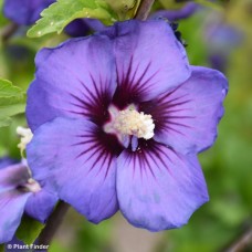 HIBISCUS SYR CHATEAU DE VRSLLE