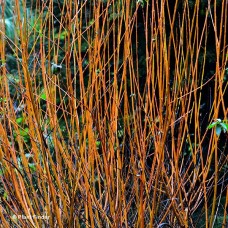 SALIX ALBA FLAME