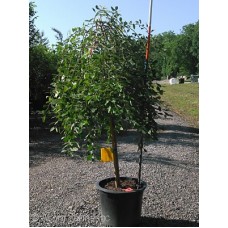 SALIX CAPREA PENDULA