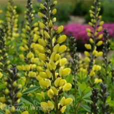 BAPTISIA LEMON MERINGUE BAPTISIA LEMON MERINGUE
