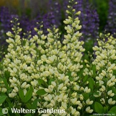 BAPTISIA VANILLA CREAM BAPTISIA VANILLA CREAM