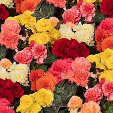 BEGONIA LIMITLESS MIX BEGONIA LIMITLESS MIX