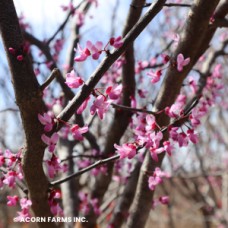 CERCIS CAN BLACK PEARL CERCIS CAN BLACK PEARL