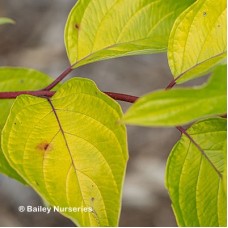 CORNUS ALBA NEON BURST CORNUS ALBA NEON BURST
