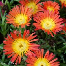 DELOSPERMA FIRE WONDER DELOSPERMA FIRE WONDER