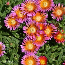 DELOSPERMA ORANGE GLOW