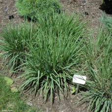 ERAGROSTIS SPECTABILIS ERAGROSTIS SPECTABILIS